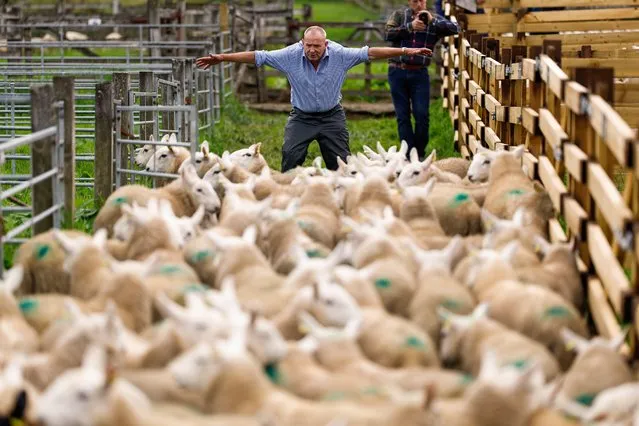 People watch as sheep farmers gather at Lairg auction for the great sale of lamb on August 15, 2023 in Lairg, Scotland. Renowned as one of the biggest one-day livestock markets in Europe, the annual lamb sale returns to Sutherland's Lairg market, where 15,000 sheep from the northern Highlands come together for auction. (Photo by Jeff J. Mitchell/Getty Images)
