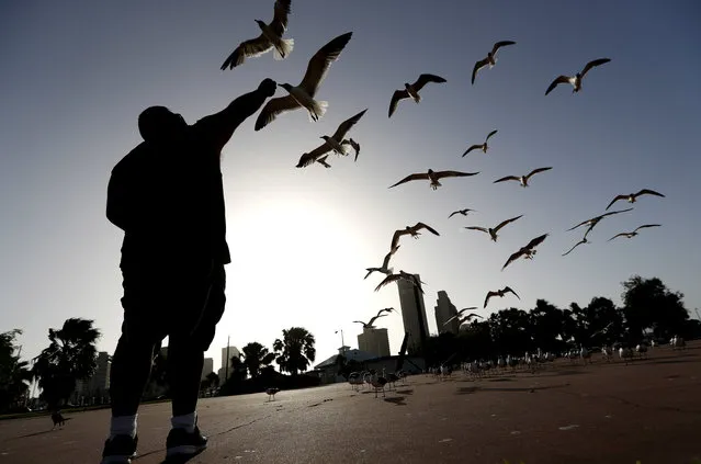 George Martinez feeds seagulls by hand near the marina, Thursday, July 14, 2016, in Corpus Christi, Texas. (Photo by Eric Gay/AP Photo)