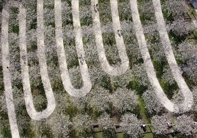 People walk at the Taihaku Cherry Orchard at the Alnwick Gardens, which has the largest collection of Taihaku in the world, comprising of 329 trees, in Alnwick, Northumberland, Britain on April 21, 2021. (Photo by Lee Smith/Reuters)