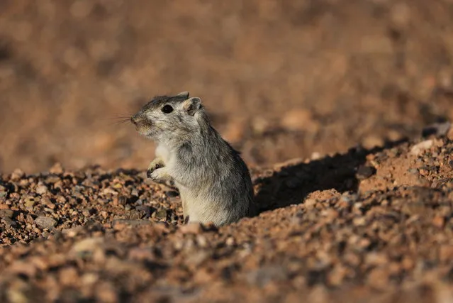 A Gerbil is pictured at the Charyn Canyon in Almaty Region, Kazakhstan on May 15, 2021. (Photo by Pavel Mikheyev/Reuters)