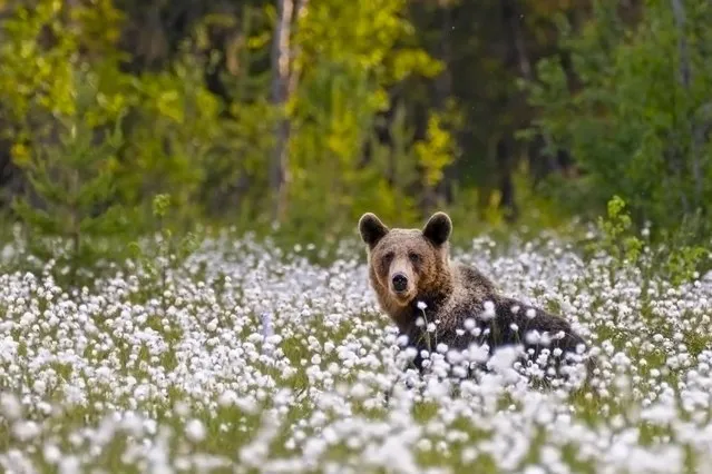 Contrasted against the white flowers in a cotton field, a brown bear is out for a ramble just after midnight in the second decade of July 2023 in Kainuu, Finland, where the sun does not fully set for more than 70 days in the summer months. (Photo by Jane Jeffrey/Animal News Agency)