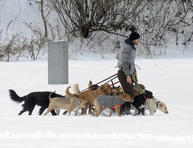 Tim Pink of Saratoga Dog Walkers controls 12 dogs on a walk in fresh snow at Congress Park Thursday, December 15, 2016, in Saratoga Springs, N.Y. (Photo by Hans Pennink/AP Photo)
