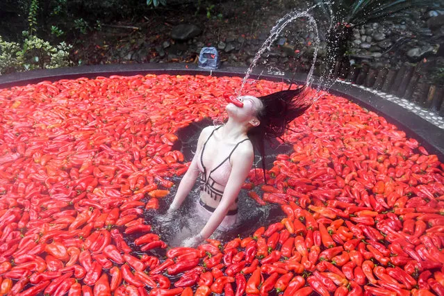 A participant, surrounded by red chilli peppers, takes part in a chilli-eating competition at a hot spring in Yichun, Jiangxi province, China on December 9, 2018. (Photo by Chen Fei/China News Service via Reuters)