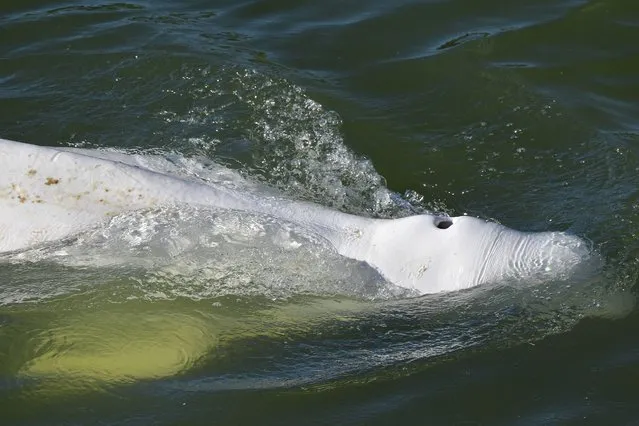 A beluga whale is seen swimming up France's Seine river, near a lock in Courcelles-sur-Seine, western France on August 5, 2022. The beluga whale appears to be underweight and officials are worried about its health, regional authorities said. The protected species, usually found in cold Arctic waters, had made its way up the waterway and reached a lock some 70 kilometres (44 miles) from Paris. The whale was first spotted on August 2, 2022 in the river that flows through the French capital to the English Channel, and follows the rare appearance of a killer whale in the Seine just over two months ago. (Photo by Jean-François Monier/AFP Photo)