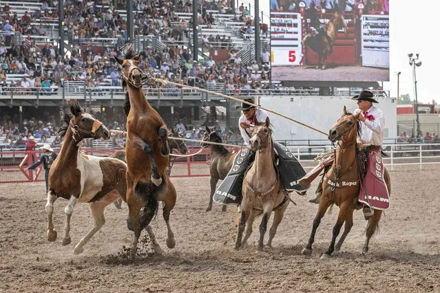 Rodeo pickup men lead horses out onto the track for the wild horse race at Cheyenne Frontier Days in Cheyenne, Wyoming, on July 24, 2021. The outdoor rodeo and western celebration runs through August 1. The outdoor rodeo and western celebration runs through August 1. (Photo by Matthew Idler/The Cheyenne Post via AP Photo)