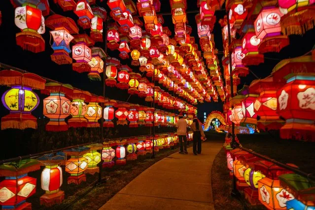 A walkway of Chinese lanterns illuminate a walkway during the new holiday light show, Radiant Nature at the Houston Botanic Garden, Saturday, November 18, 2023, in Houston. Radiant Nature is inspired by traditional Chinese lantern designs. (Photo by Karen Warren/Houston Chronicle via AP Photo)