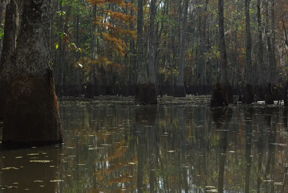 Louisiana Swamps