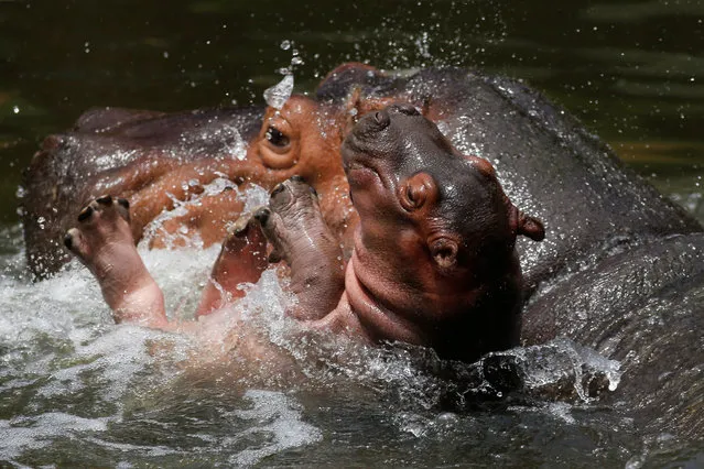 A view of a baby hippo and his mother in a pond at the Guadalajara Zoo, Jalisco state, Mexico, 17 July 2021. A male river hippo (Hippopotamus amphibius), of approximately 30 kilos and born on 27 June 2021 at 8 months of gestation, is the great attraction of the Guadalajara Zoo. (Photo by Francisco Guasco/EPA/EFE)