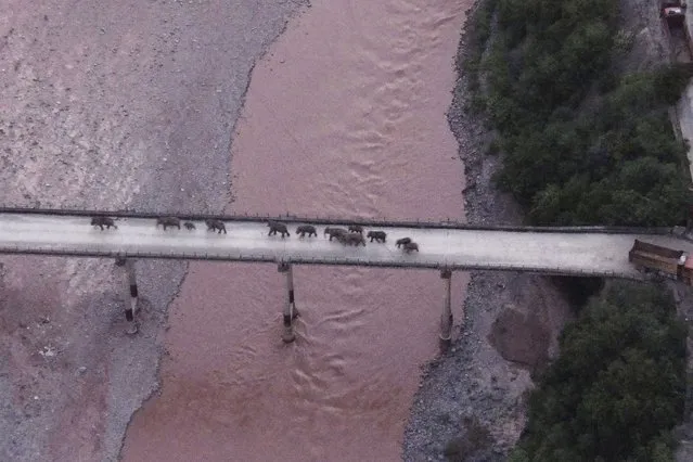 In this photo released by the Yunnan Provincial Command Center for the Safety and Monitoring of North Migrating Asian Elephants, a herd of wandering elephants cross a river using a highway near Yuxi city, Yuanjiang county in southwestern China's Yunnan Province Sunday, August 8, 2021. The 14 elephants of various sizes and ages were guided across the Yuanjiang river in Yunnan province on Sunday night and a path is being opened for them to return to the nature reserve in the Xishuangbanna Dai Autonomous Prefecture. (Photo by Yunnan Provincial Command Center for the Safety and Monitoring of North Migrating Asian Elephants via AP Photo)