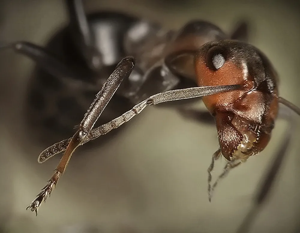 Natural Ant Photography by Andrey Pavlov Part 2