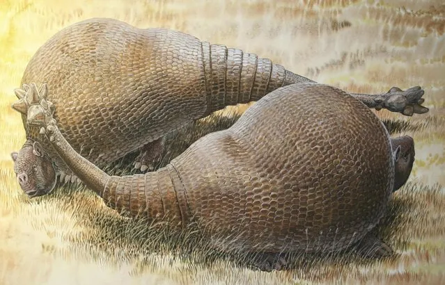 Two armadillo-like creatures named Doedicurus are shown in this artist's rendering handout provided by Peter Schouten on February 22, 2016. DNA coaxed out of a 12,000-year-old fossil from Argentina is providing unique insight into one of the strangest Ice Age giants: a tank-like mammal the size of a small car with a bulbous bony shell and a spiky, club-shaped tail. (Photo by Peter Schouten/Reuters)