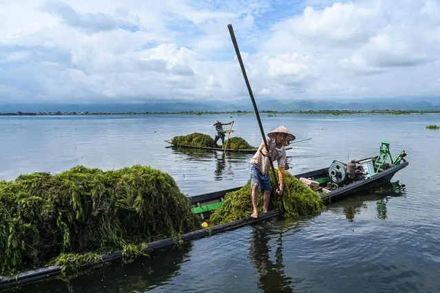 This photo taken on October 18, 2023 shows men collecting aquatic vegetation for use on their floating farm on Inle Lake in southern Shan State. Floating farms have become as ubiquitous on Myanmar's Inle Lake as its famed houses on stilts and leg-rowing fishermen, but locals warn they are slowly choking the UNESCO-recognised reserve. (Photo by Sai Aung Main/AFP Photo) 
