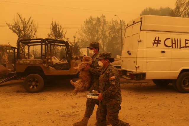 Soldiers carry a dog to safety as the worst wildfires in Chile's modern history ravaged wide swaths of the country's central-south regions, in Santa Olga, Chile January 26, 2017. (Photo by Pablo Sanhueza/Reuters)