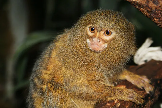 Pygmy Marmoset - The Smallest Monkey