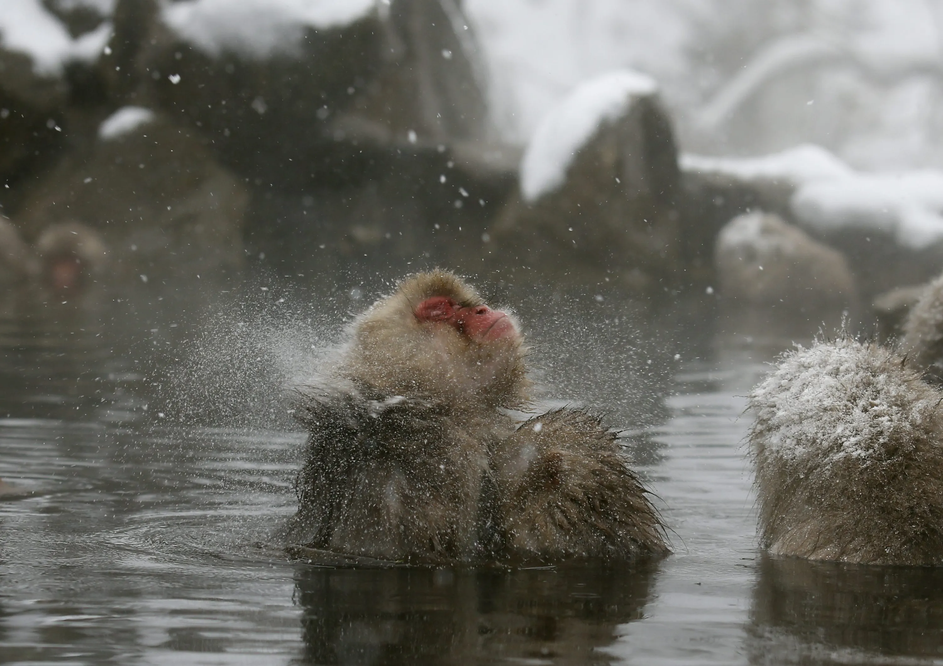 monkeys-in-a-hot-spring