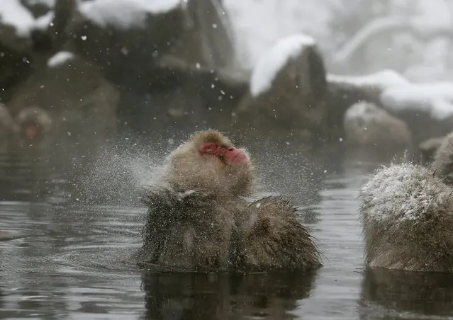 A Japanese monkey scatters snow from head as it soaks in the warmth of mountain hotsprings at Jigokudani Monkey Park, in Yamanouchi, central Japan, 19 January 2014. (Photo by Kimimasa Mayama/EPA)