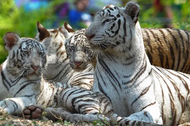 Three six-month old Indian white tiger cubs are pictured with their mother Sameera (R) at their enclosure at the Nehru Zoological Park in Hyderabad on March 29, 2014. The three cubs, which have yet to be named, were presented for their first public viewing at the zoo. (Photo by Noah Seelam/AFP Photo)
