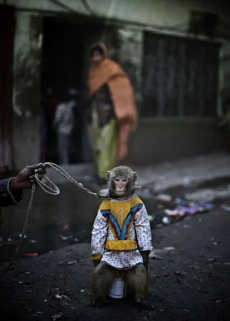A trained monkey is held by a leash in Rawalpindi. (Photo by Muhammed Muheisen/Associated Press)