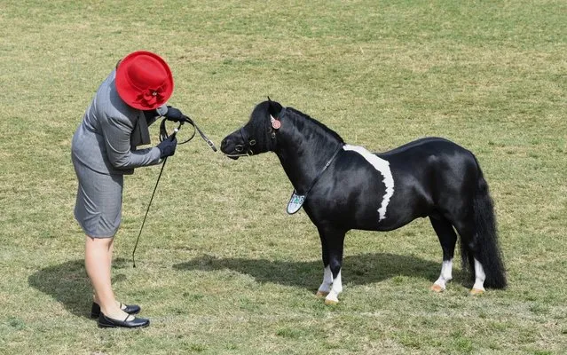 A woman looks at a minature horse awaiting judging during the Sydney Royal Easter Show at Sydney Showground on April 20, 2019 in Sydney, Australia. The annual Easter show is organised by the Royal Agricultural Society of NSW runs for 12 days over the Easter school holidays, featuring agricultural competitions, animal experiences, live entertainment and carnival fun. (Photo by James D. Morgan/Getty Images)