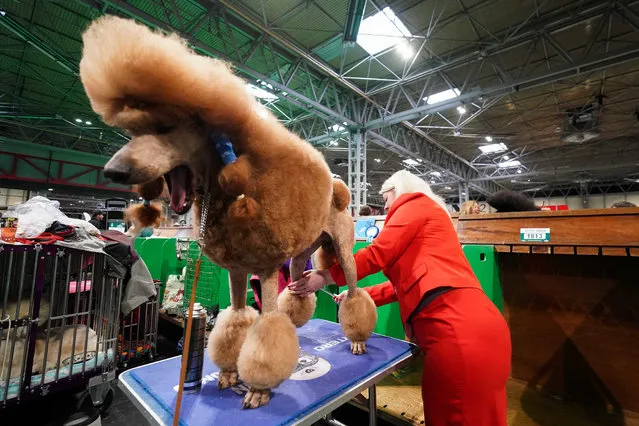 A Standard Poodle is groomed by their owner during the first day of the Crufts Dog Show at the National Exhibition Centre (NEC) in Birmingham on Thursday, March 7, 2024. (Photo by Jacob King/PA Images via Getty Images)