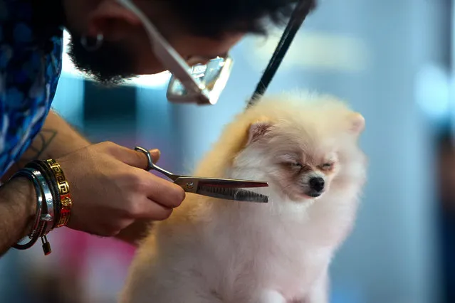 A pomeranian dog snoozes while being groomed during Fresh Talents and Styles – Beginners Grooming Show at PetExpo 2024 in Bucharest, Romania on March 16, 2024. (Photo by Lucian Alecu/Rex Features/Shutterstock)