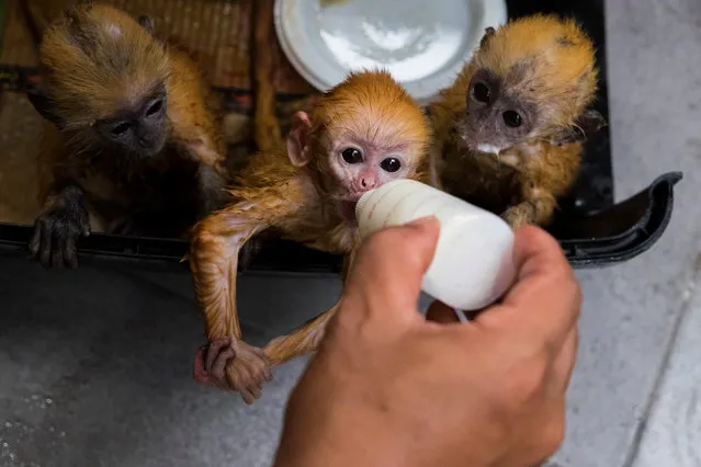 Three golden langurs rescued by The Center for Conservation of Natural Resources Indonesia, seen on February 22, 2017 in Pekanbaru, Indonesia. A joint team from The Center for Conservation of Natural Resources and Forestry Police Unit Indonesia managed to secure the protected animals in from illegal trade. (Photo by Afrianto Silalahi/Riau Images/Barcroft Images)