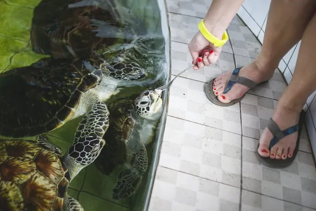 A tourist feeds a sea turtle at a conservation center in Serangan, Bali, Indonesia, on March 7, 2014. Conservationists welcomed a fatwa edict by Indonesia’s semi-official Islamic body forbidding wildlife trafficking and poaching. The Indonesian Council of Muslim Scholars declared in January that poaching and trafficking protected animals is anti-Islamic and that conserving the environment is an obligation for all Muslims. (Photo by Made Nagi/EPA)