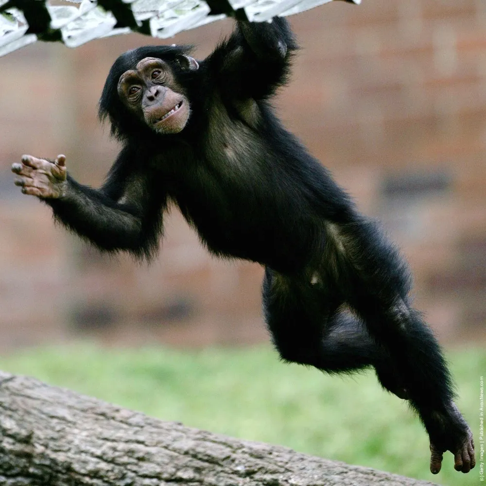 Chimpanzee: A Photo Session