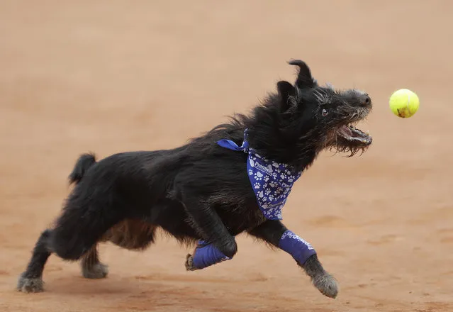 A shelter dog specially trained as a ball-retriever catches a tennis ball during an exhibition event at the Brazil Open tournament in Sao Paulo, Brazil, Saturday, March 4, 2017.  Wearing blue bandanas around their necks, specially trained shelter dogs showed off their talents shortly before Joao Sousa of Portugal met Spain's Albert Ramos-Vinolas in the day's first semifinal match. (Photo by Andre Penner/AP Photo)