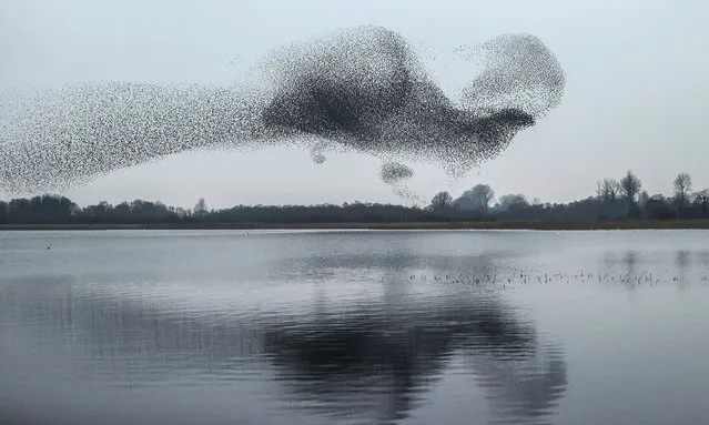 A view of a starling murmuration over Lough Ennell, Co. Westmeath, Ireland on March 3, 2021. (Photo by James Crombie/INPHO/Rex Features/Shutterstock)