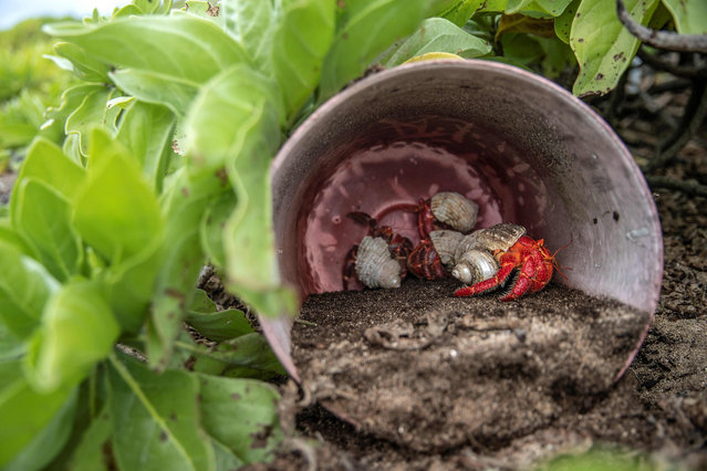 This handout photograph taken on June 14, 2019 and received on July 30 from New Zealand-based media group Stuff shows a hermit crab sheltering in a plastic bucket on a beach on Henderson Island, an uninhabited member of the Pitcairn Islands archipelago in the South Pacific Ocean. Floating plastic garbage has swamped the remote Pacific island once regarded as an environmental jewel and scientists say little can be done to save it while our throwaway culture persists. Despite its extreme isolation, a freak confluence of geography and ocean currents means Henderson has one of the highest concentrations of plastic pollution on the planet. (Photo by Iain McGregor/AFP Photo)