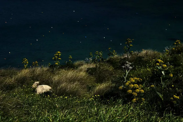 Giant fennel plants are seen on a hillside overlooking Gnejna Bay, outside the village of Mgarr, Malta on March 5, 2019. (Photo by Darrin Zammit Lupi/Reuters)