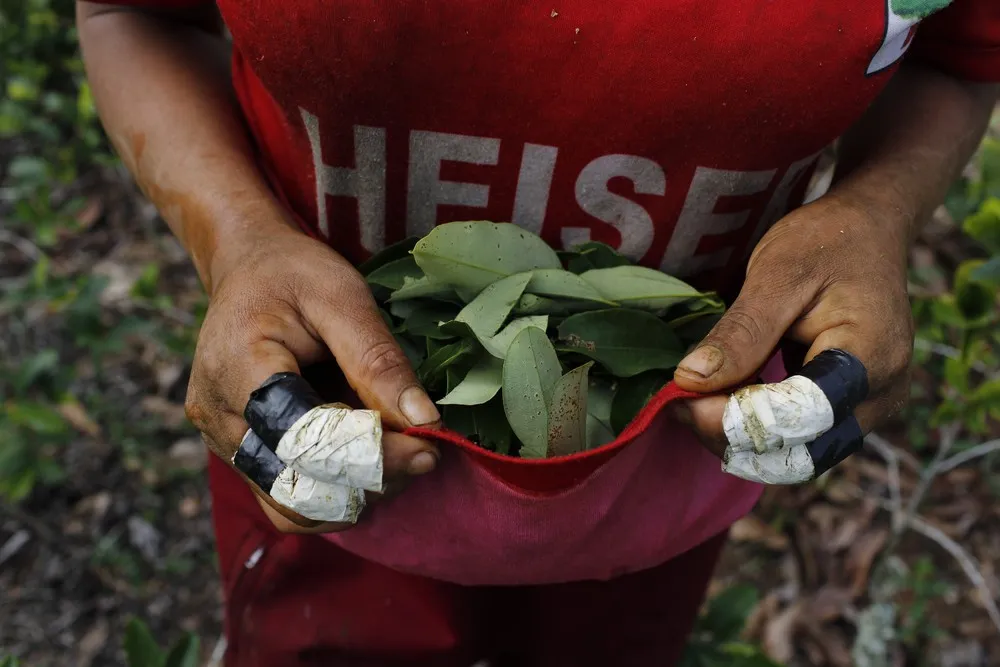 Peru Coca Farmers Photo Gallery