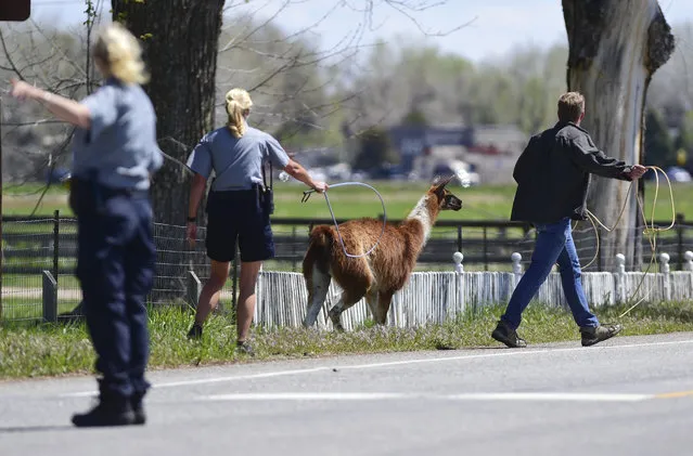 Boulder County Sheriff's Deputies, animal control officers and Boulder County employees work to catch a llama named Ethel, Tuesday, May 3, 2106, near Niwot, Colo. It took two hours to corral the uncooperative llama, who escaped from her pasture in rural Colorado and wandered near some busy roadways. (Photo by Matthew Jonas/Daily Camera via AP Photo)