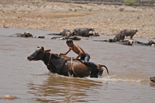 A man bathes his cattle in the River Tawi on a hot summer day in Jammu, India, Tuesday, May 28, 2024. (Photo by Channi Anand/AP Photo)