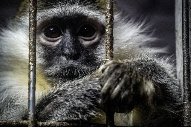 A monkey is seen at a center established for the rehabilitation of wild animals in the village of Andreikovo of Moscow, Russia on January 28, 2022. The animals, whose rehabilitation and health checks are completed, are released into nature. (Photo by Pelagiya Tikhonova/Anadolu Agency via Getty Images)