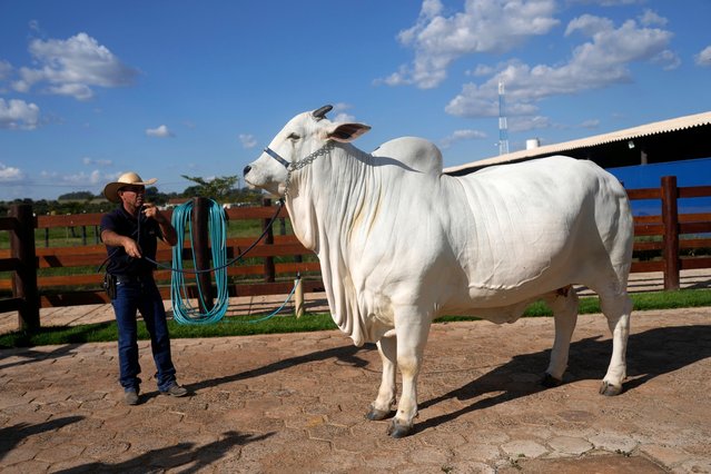 A stockman shows off the Nelore cow known as Viatina-19 at a farm in Uberaba, Minas Gerais state, Brazil, Friday, April 26, 2024. Viatina-19 is the product of years of efforts to raise meatier cows, and is the most expensive cow ever sold at auction, according to Guinness World Records. (Photo by Silvia Izquierdo/AP Photo)