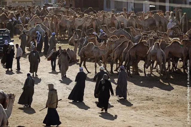 Men buy and sell camels at Birqash camel market in Cairo, Egypt