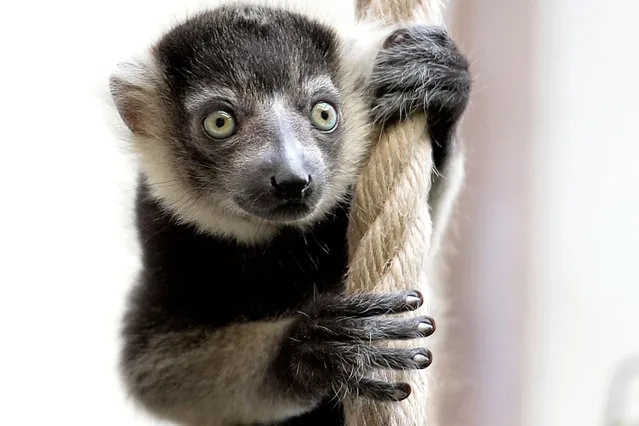 A new born black-and-white ruffed lemur hangs on a rope in the Cologne Zoo, in Cologne, Germany, 27 April 2017. (Photo by Sascha Steinbach/EPA)