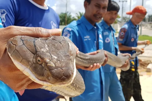 This handout from the Krabi Pitakpracha Foundation taken on October 13, 2019 and received on October 15, 2019 shows members of the rescue foundation holding a four-metre long king cobra that was found in a sewer in Krabi. Rescuers pulled a fiesty four-metre long King Cobra from a sewer in southern Thailand after an hourlong operation, a rescue foundation said on October 15, calling it one of the largest ever captured there. (Photo by Krabi Pitakpracha Foundation/AFP Photo)