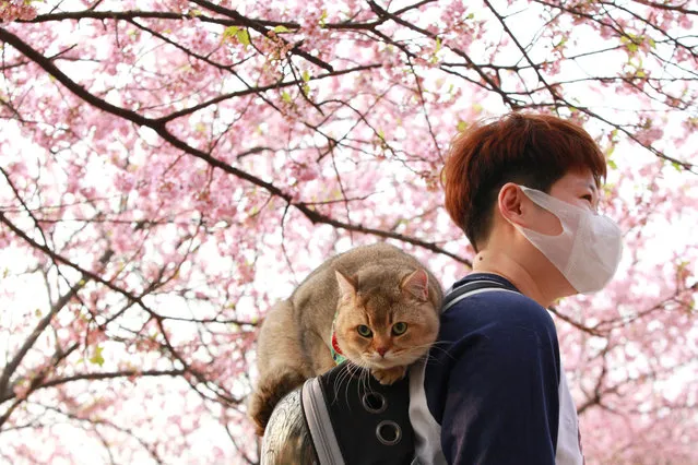 This photo taken on March 13, 2022 shows a cat sitting on a backpack under cherry blossoms in Nanjing, in China's eastern Jiangsu province. (Photo by AFP Photo/China Stringer Network)