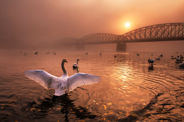 Birds category winner: Greeting the Sun by Peter Čech (Czech Republic). (Photo by Peter Čech/2019 Nature Photographer of the Year)