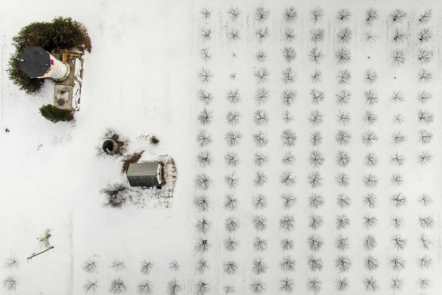 An aerial photo made with a drone shows trees in a snow covered field near Jacksonport, Wisconsin, 02 February 2022 (issued 03 February.) Much of the central and eastern US have been in the grip of a cold weather systems that have kept temperatures well below freezing. (Photo by Tannen Maury/EPA/EFE)