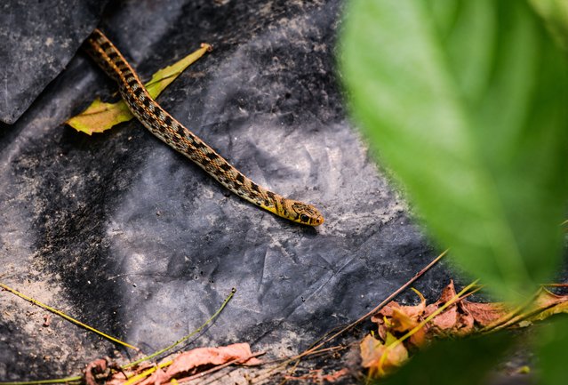 The buff striped keelback (Amphiesma stolatum) is a species of nonvenomous colubrid snake found across Asia. It is the sole species of the genus Amphiesma. It is a typically nonaggressive snake that feeds on frogs and toads. A buff striped keelback snake is sitting twisted rounder its body in the brick space at Tehatta, West Bengal, India on May 07, 2022. (Photo by Soumyabrata Roy/NurPhoto via Getty Images)