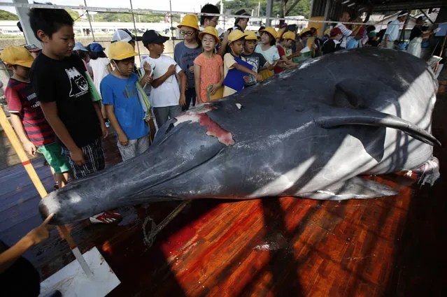 Grade school students look at a Baird's Beaked whale before it was carved at Wada port in Minamiboso, southeast of Tokyo June 26, 2014. To mark the start of Japan's whaling season, workers in the coastal town of Minamiboso on Thursday carved up one of the animals as a crowd of grade school students and residents watched, with free samples of its fried meat handed out later. (Photo by Issei Kato/Reuters)