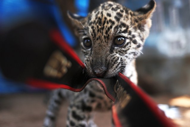 A jaguar cub plays in a shelter for animals rescued from forest fires in Santa Cruz, Bolivia, 02 September 2024. Forest fires in Bolivia have already consumed more than 4 million hectares and put at risk its large fauna, one of the most diverse in the world, and fire-fighting rescuers have transferred several injured animals to shelters. (Photo by Luis Gandarillas/EPA/EFE)