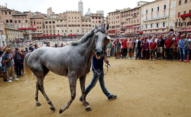 The horse of the “Torre” (Tower) parish is escorted by a groom after the first practice for the Palio Horse Race in Siena, Italy June 30, 2017. (Photo by Stefano Rellandini/Reuters)