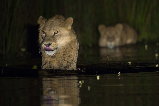 Lions submerged in water. (Photo by Wim van den Heever/Caters News)