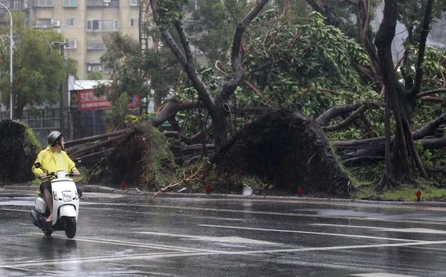 A motorcyclist rides past trees uprooted by strong winds from Typhoon Soudelor in Taipei, Taiwan, August 8, 2015. (Photo by Pichi Chuang/Reuters)