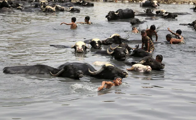 Children swim and wash water buffalo in the Diyala River in Baghdad, Iraq, Saturday, July 8, 2017. The animals are bathed daily to help keep them free of diseases and to protect them from the heat. (Photo by Karim Kadim/AP Photo)